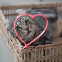 猫が好きすぎてたまらニャイ！あなたの『愛猫中毒度』はどれくらい？