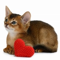 それは愛じゃなかった（泣）飼い主さんが誤解しがちな猫の本音