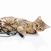 イタズラ盛りの子猫がいる家ではコレに気をつけたい！5つのポイント