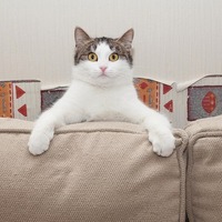 猫の命に関わる物は厳重注意！飼い主さんが気をつけたいのはこの7つ