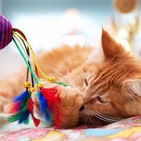 あなたの愛猫はどのタイプ？猫じゃらしで遊ばせる時の3つの鉄則