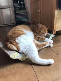 ベッドでしょ？