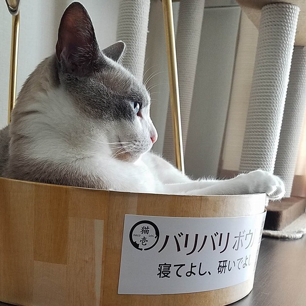 いい湯だな♨的なバリバリボウル