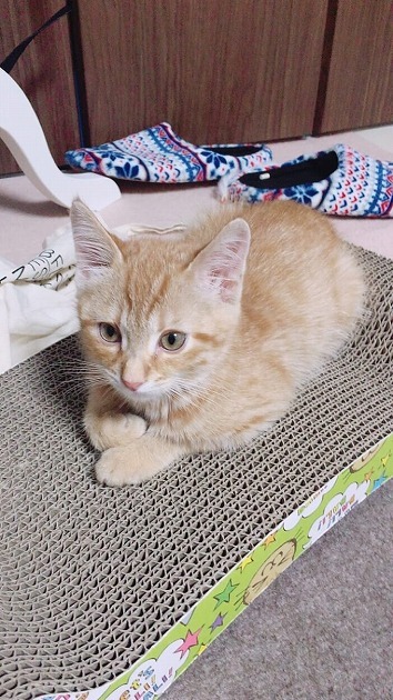 ベッドの上に舞い降りた天使