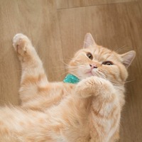 夏に多いかも？猫が「急性ストレス」を感じるのはこんなとき！
