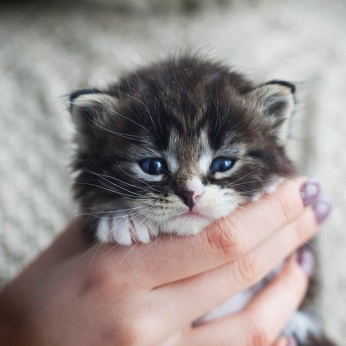 猫がリラックスしてる時がチャンス！愛猫の「マイにゃんバー」をチェック