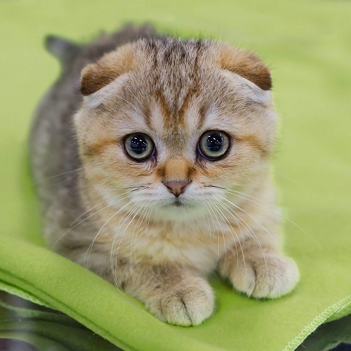 猫のフェロモンは〇〇の臭い？猫の嗅覚にまつわる疑問アレコレ