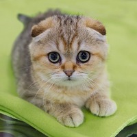 猫のフェロモンは〇〇の臭い？猫の嗅覚にまつわる疑問アレコレ