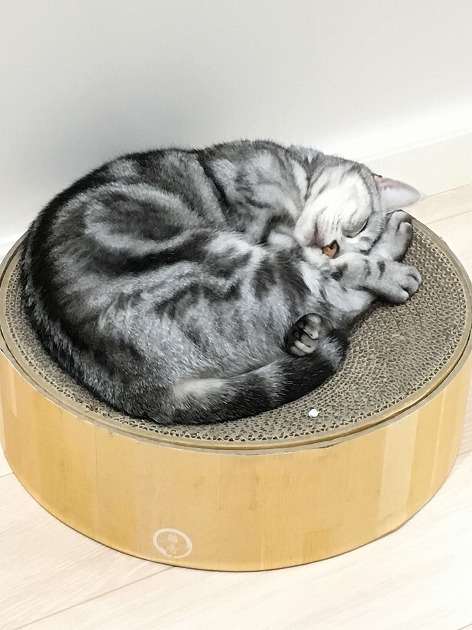 気に入ったにゃ♪