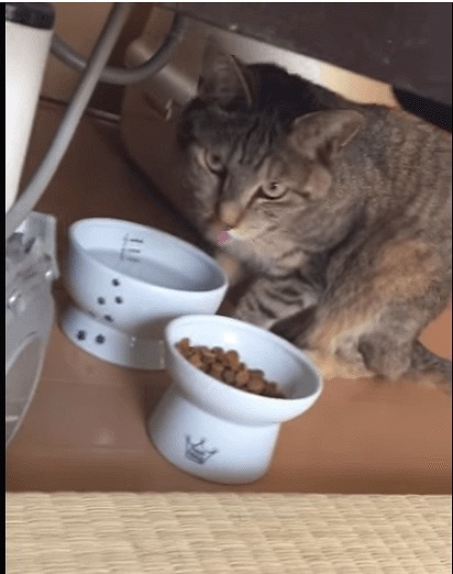 お水、おいしいにゃ。