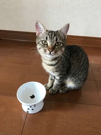 ご飯ちょうだい