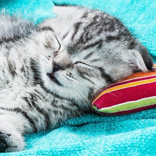 梅雨時も快適♪愛猫の快適度数をUPするためにやってあげたいこと【前編】