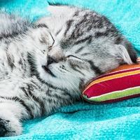 梅雨時も快適♪愛猫の快適度数をUPするためにやってあげたいこと【前編】