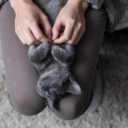 梅雨時も快適♪愛猫の快適度数をUPするためにやってあげたいこと【後編】