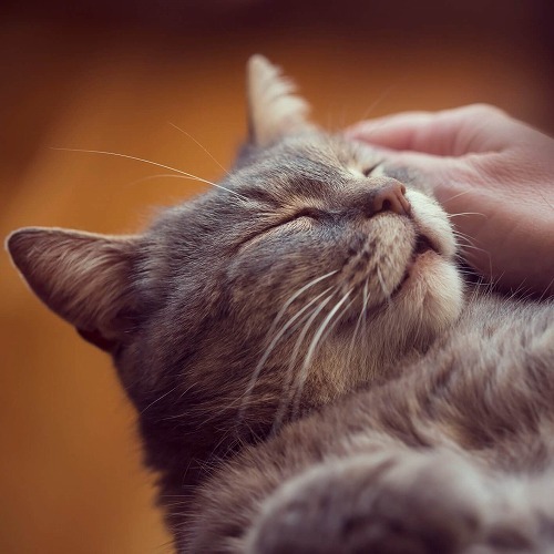 オス猫とメス猫ではやっぱり違う！メス猫を満足させる3つのポイント