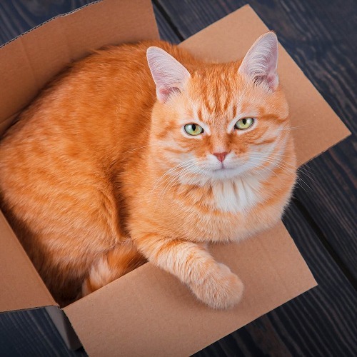 これは知らニャかった！最近わかった猫についての「新事実」とは