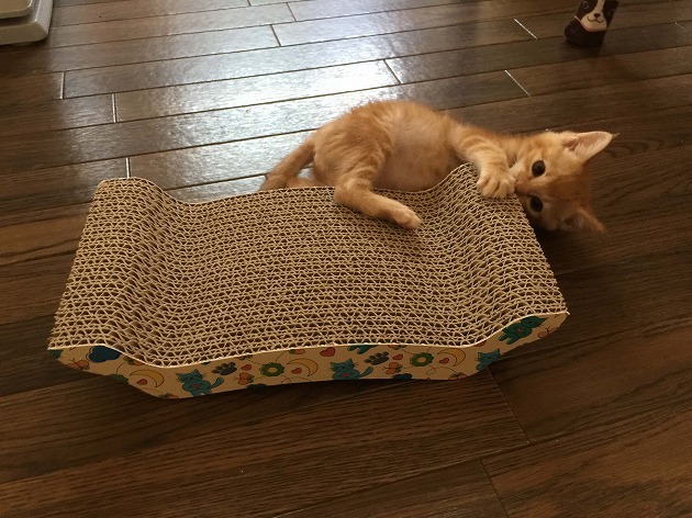 爪とぎ以外の使い方