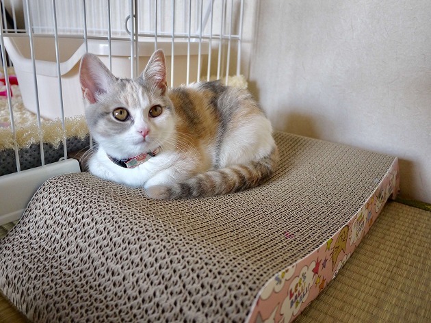 このベッドくらい大きくなりたいにゃ