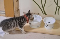 初めてのnecoichiボールにゃん(=´▽`=)頭を下げずにお水も飲みやすいにゃん!