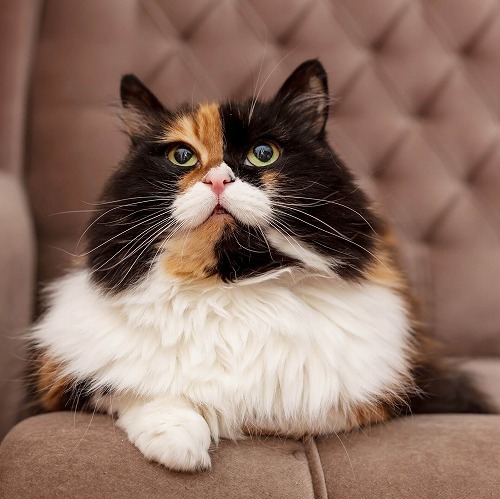 日本には猫好きはホントに多い？数字で見る最近のペット事情とは