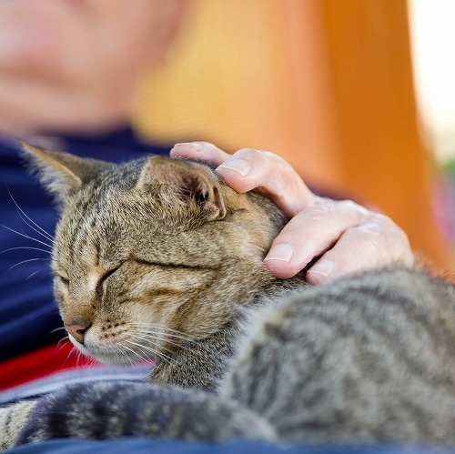 長生きしてね！シニア猫の飼い主さんが普段気をつけてる3つのこと