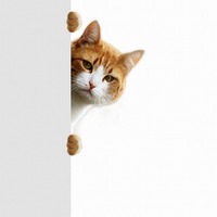 猫は声を出さずに鳴ける…。ニャンとも不思議な「猫の声」にまつわる雑学