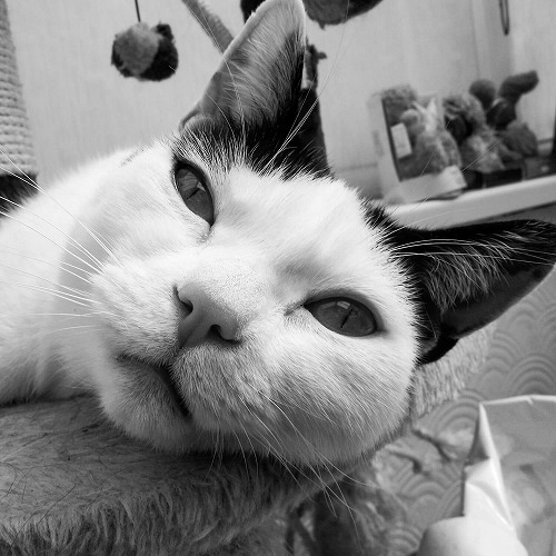 夏の温度は猫の〇〇で分かるかも？このポーズでわかる猫の気持ち