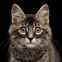 猫の耳に水はNG・これってホント？猫の健康に関するよく聞くウワサ