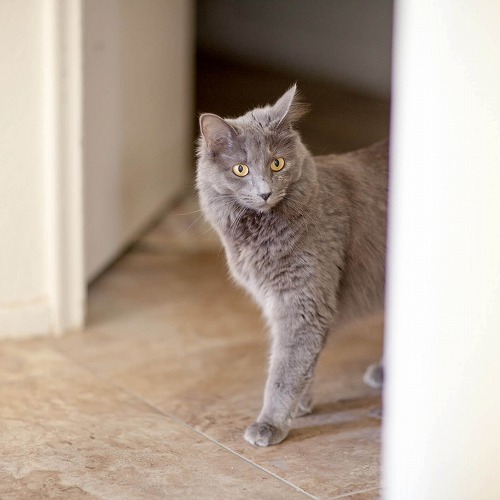 オス猫だけじゃない！メス猫にも見られる猫のスプレー行為の理由とは