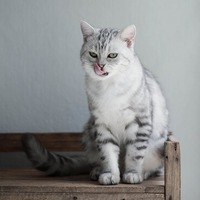 室内飼いの猫はストレスがたまる？愛猫が一番喜ぶ暮らしとは