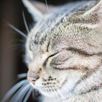 ペットも終活がブームに？愛猫との最後の過ごし方を考えていますか