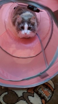 ハンターメイ！