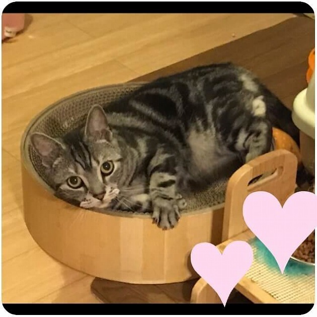 バリバリゴロゴロニャーン