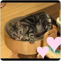 バリバリゴロゴロニャーン