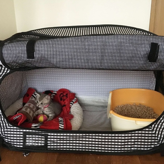 子猫もくつろいでます