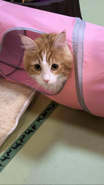 飛び出るにゃん！