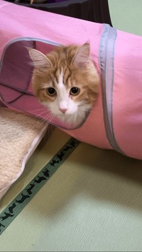 飛び出るにゃん！