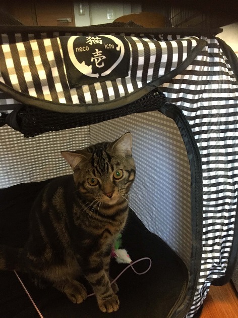 広～いポータブルゲージだよ❗️