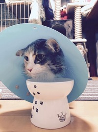 エリザベスカラーでも食べやすいにゃん。