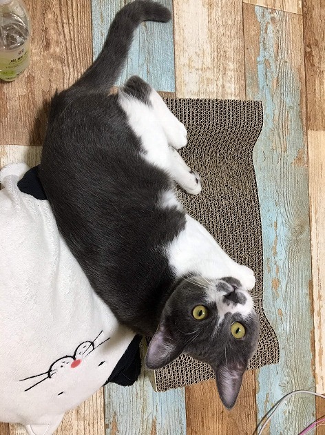 お気に入りのつめとぎ