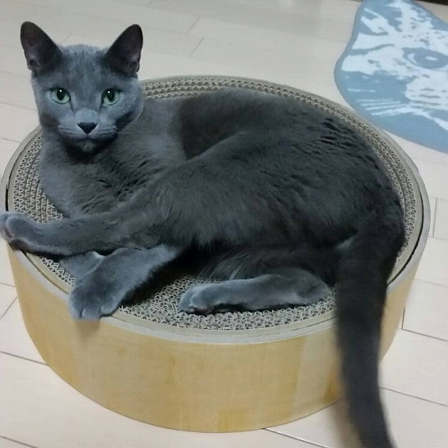 気に入ったにゃよ