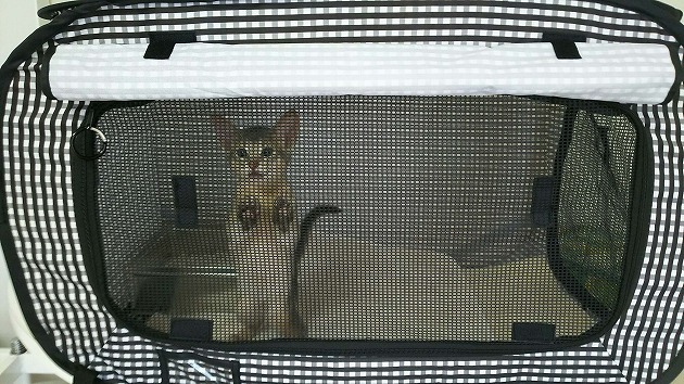 行かないで～！