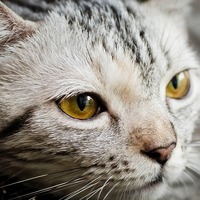 飼い主さんの猫相談・うちの猫のこの性格にちょっと困ってます（泣）