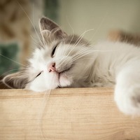 猫がリラックスするって本当？本当に癒されるかどうかを試してみた！