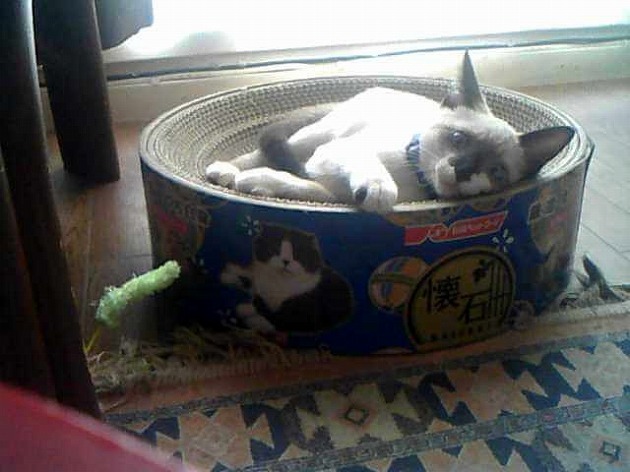 早速お気に入り