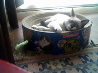 早速お気に入り