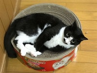 爪研ぎで疲れました！