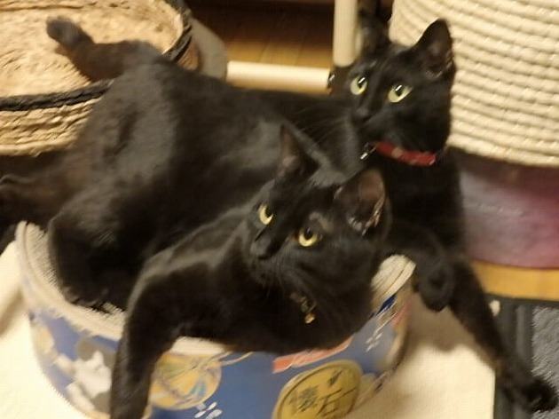 懐石ニャンプリングキャンペーン当選しました！