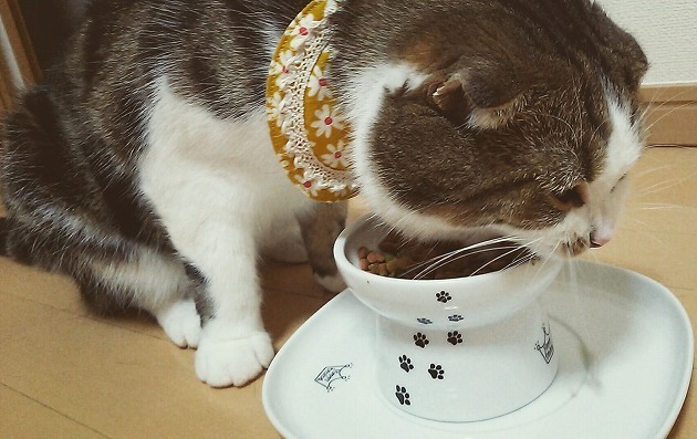 食べるのに必死😼✨