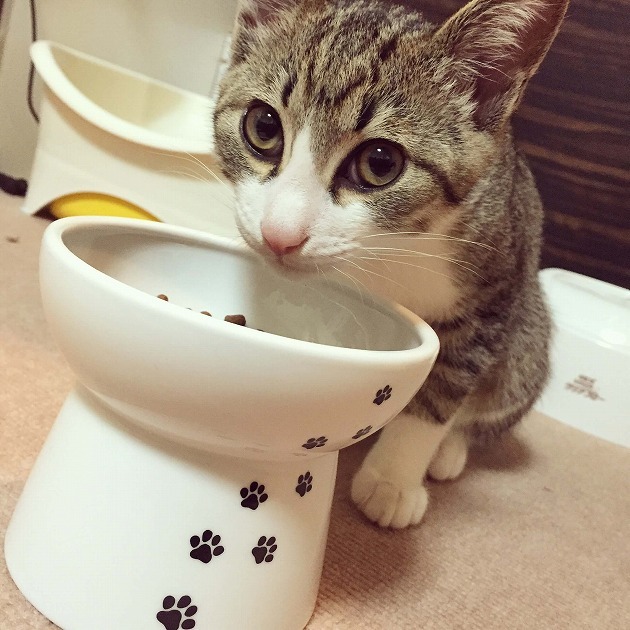 僕のお皿いいでしょ～あげにゃいよ😼❤️